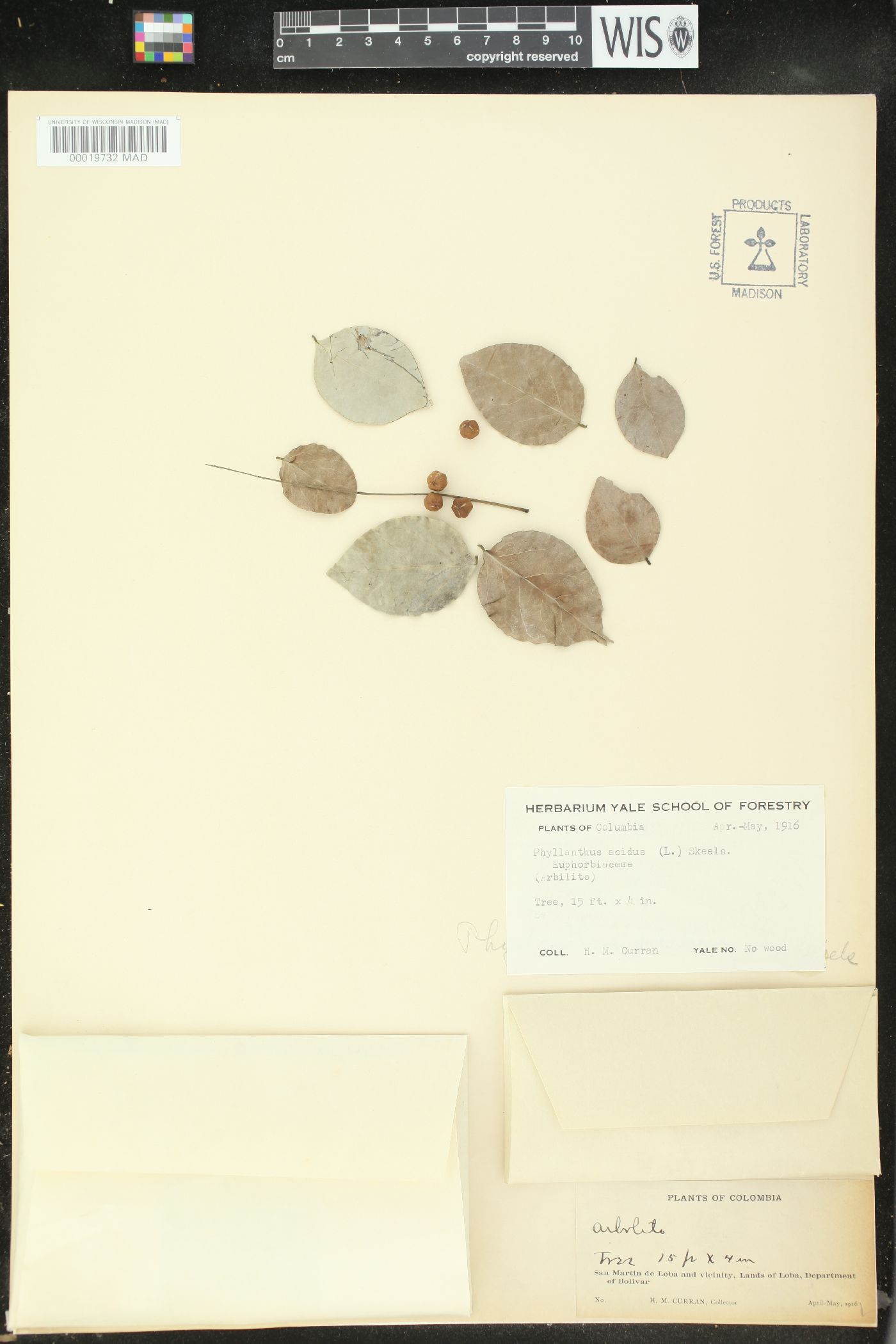 Phyllanthus acidus image