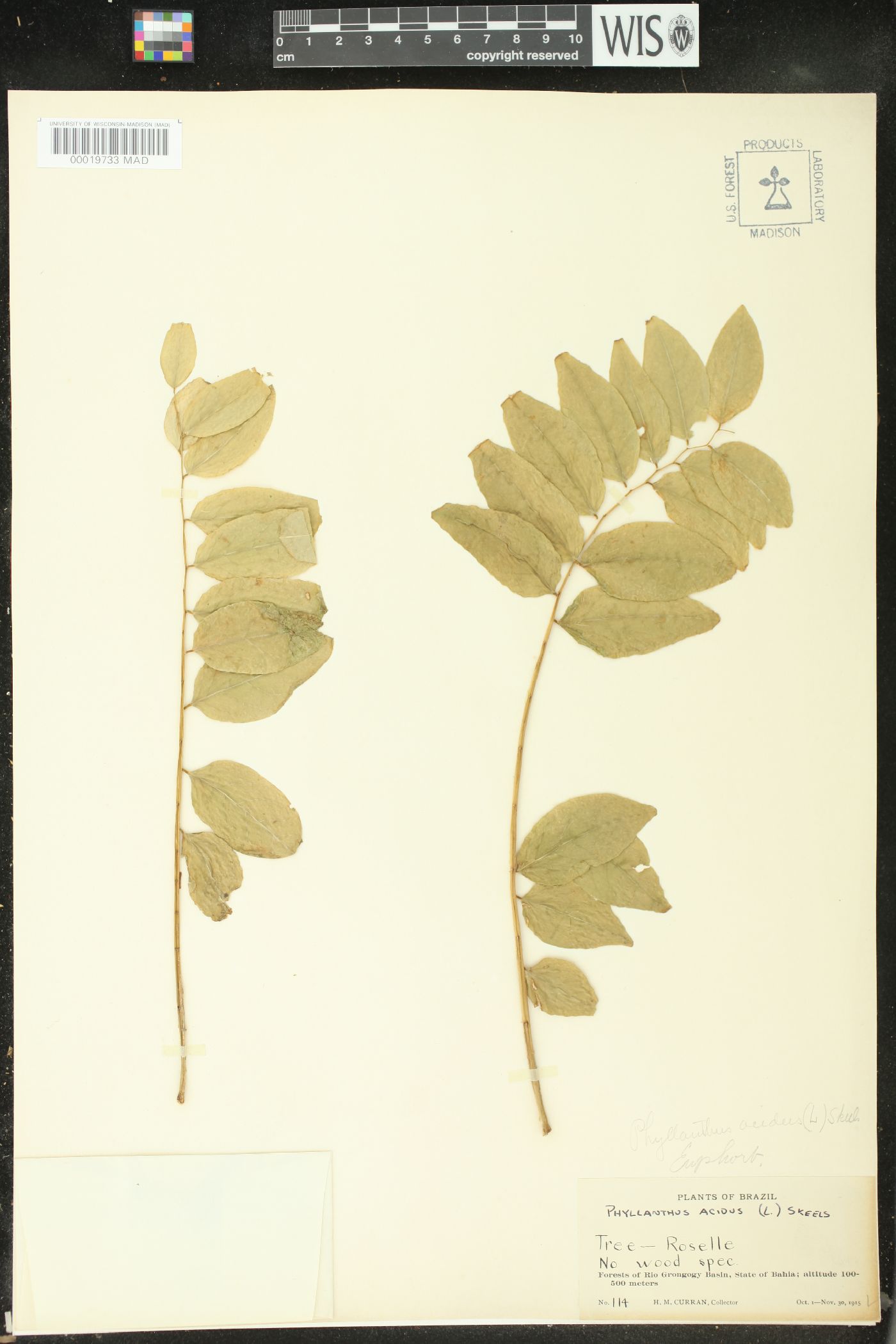 Phyllanthus acidus image