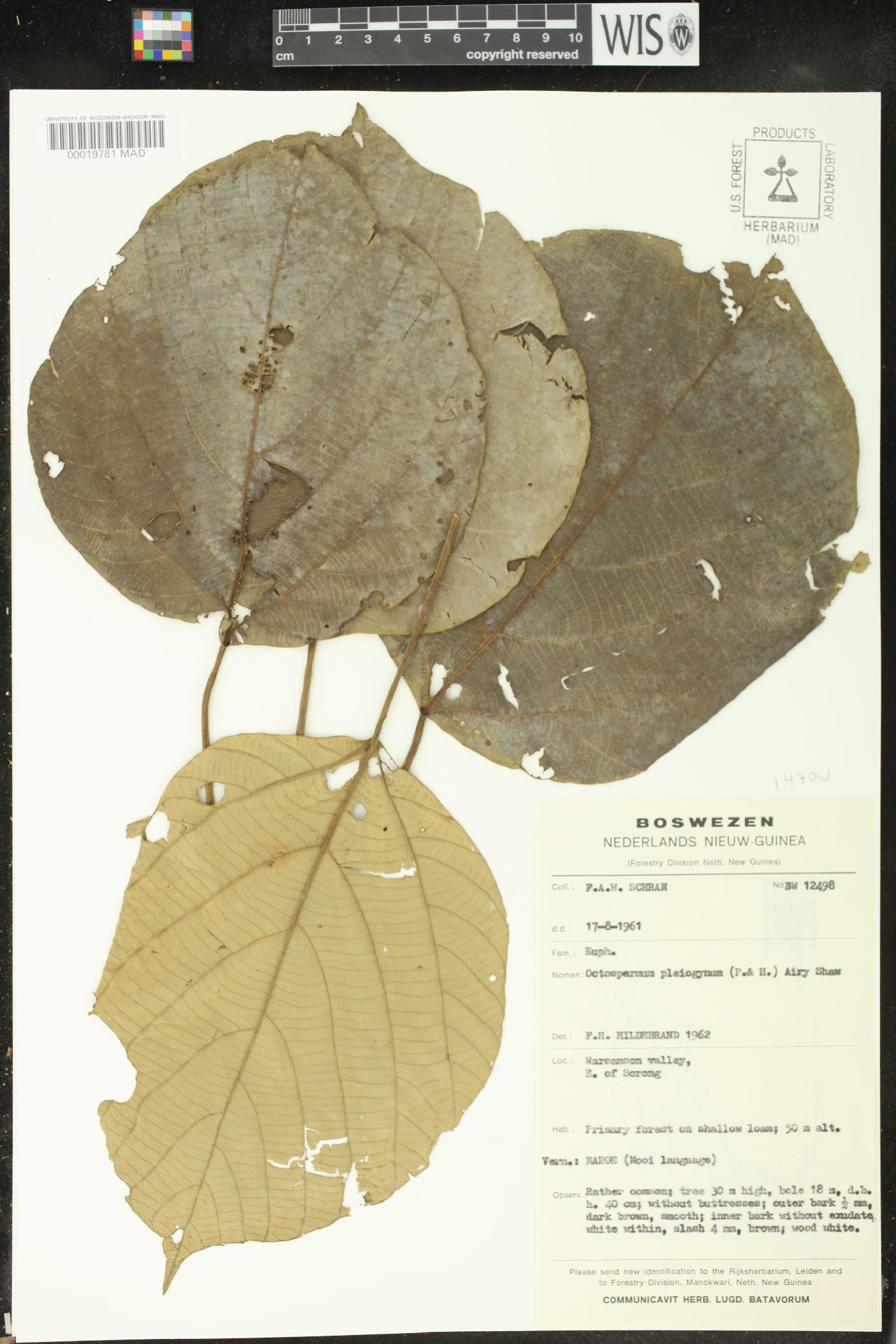 Mallotus pleiogynus image