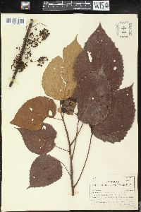Image of Macaranga hurifolia