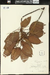 Image of Macaranga capensis