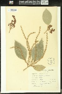 Mallotus philippensis image