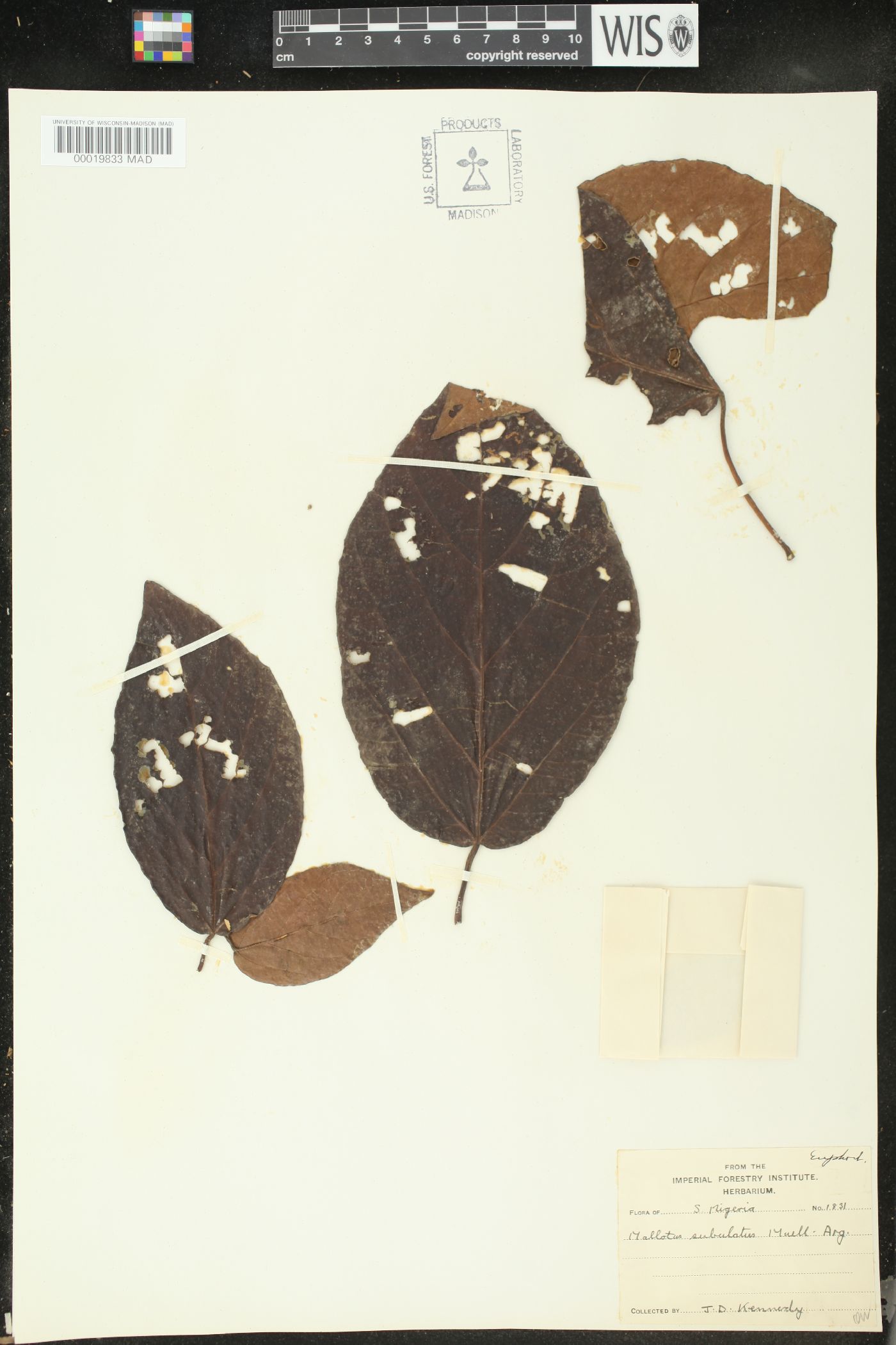 Mallotus subulatus image