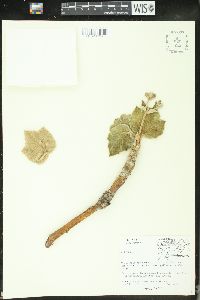 Jatropha cardiophylla image