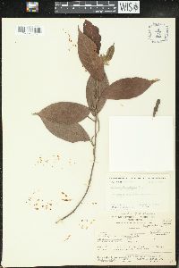 Acalypha diversifolia image