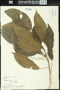 Acalypha stenoloba image