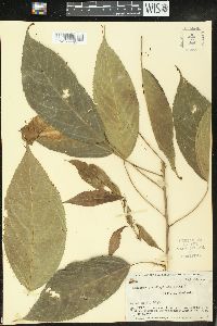 Acalypha stenoloba image