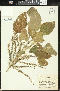 Acalypha macrostachya image