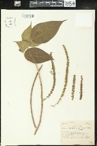 Acalypha macrostachya image