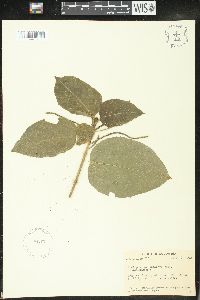 Acalypha macrostachya image