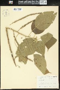 Acalypha macrostachya image
