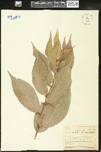 Acalypha salicioides image