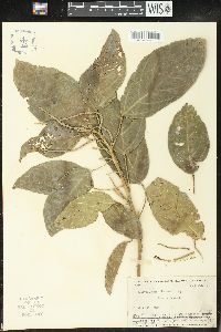 Acalypha stenoloba image