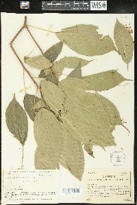 Acalypha stenoloba image