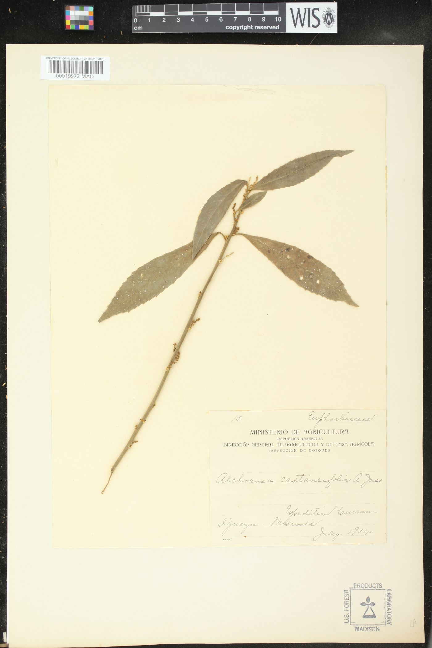 Alchornea castaneifolia image