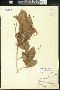 Alchornea costaricensis image