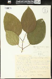 Alchornea latifolia image