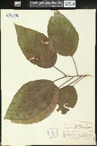 Alchornea latifolia image