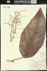 Alchornea latifolia image