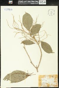 Alchorneopsis floribunda image