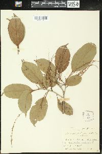 Alchorneopsis floribunda image