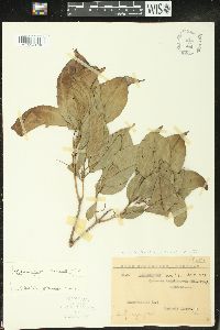 Alchorneopsis floribunda image