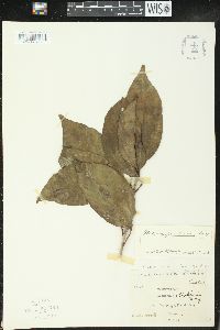 Alchorneopsis floribunda image