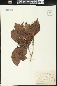 Alchorneopsis floribunda image