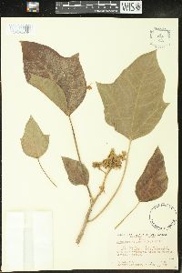 Aleurites moluccana image
