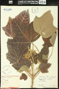 Aleurites moluccana image