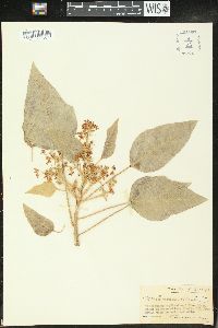 Aleurites moluccana image