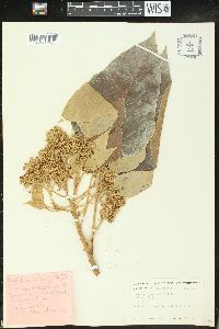 Aleurites moluccana image