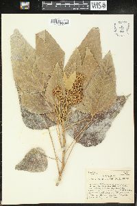 Aleurites moluccana image