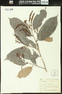 Amanoa guianensis image