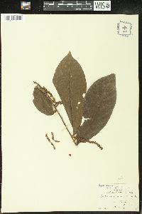 Antidesma laciniatum image