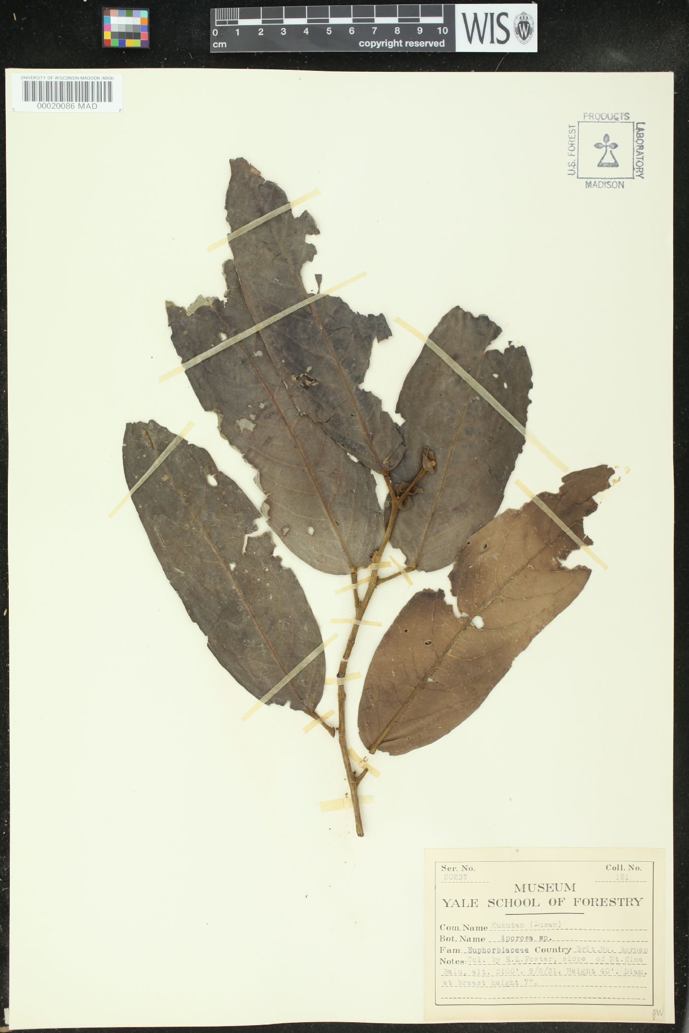 Aporosa image