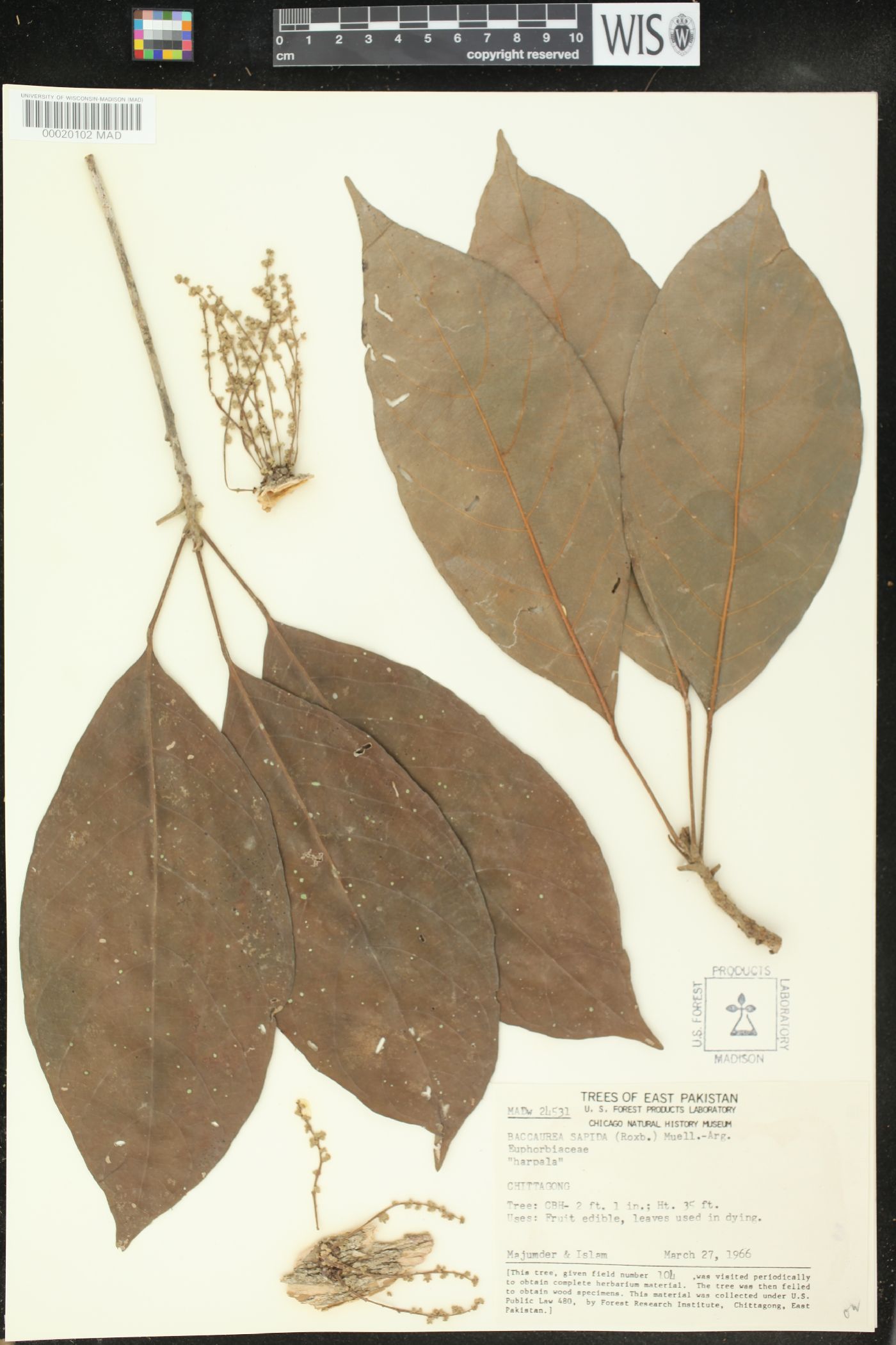 Baccaurea sapida image