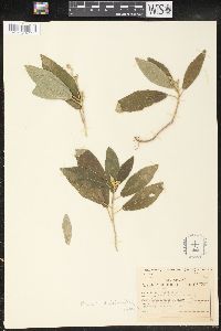 Bernardia dichotoma image