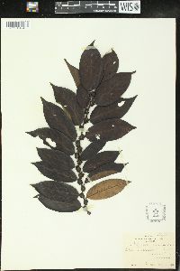 Bridelia atroviridis image