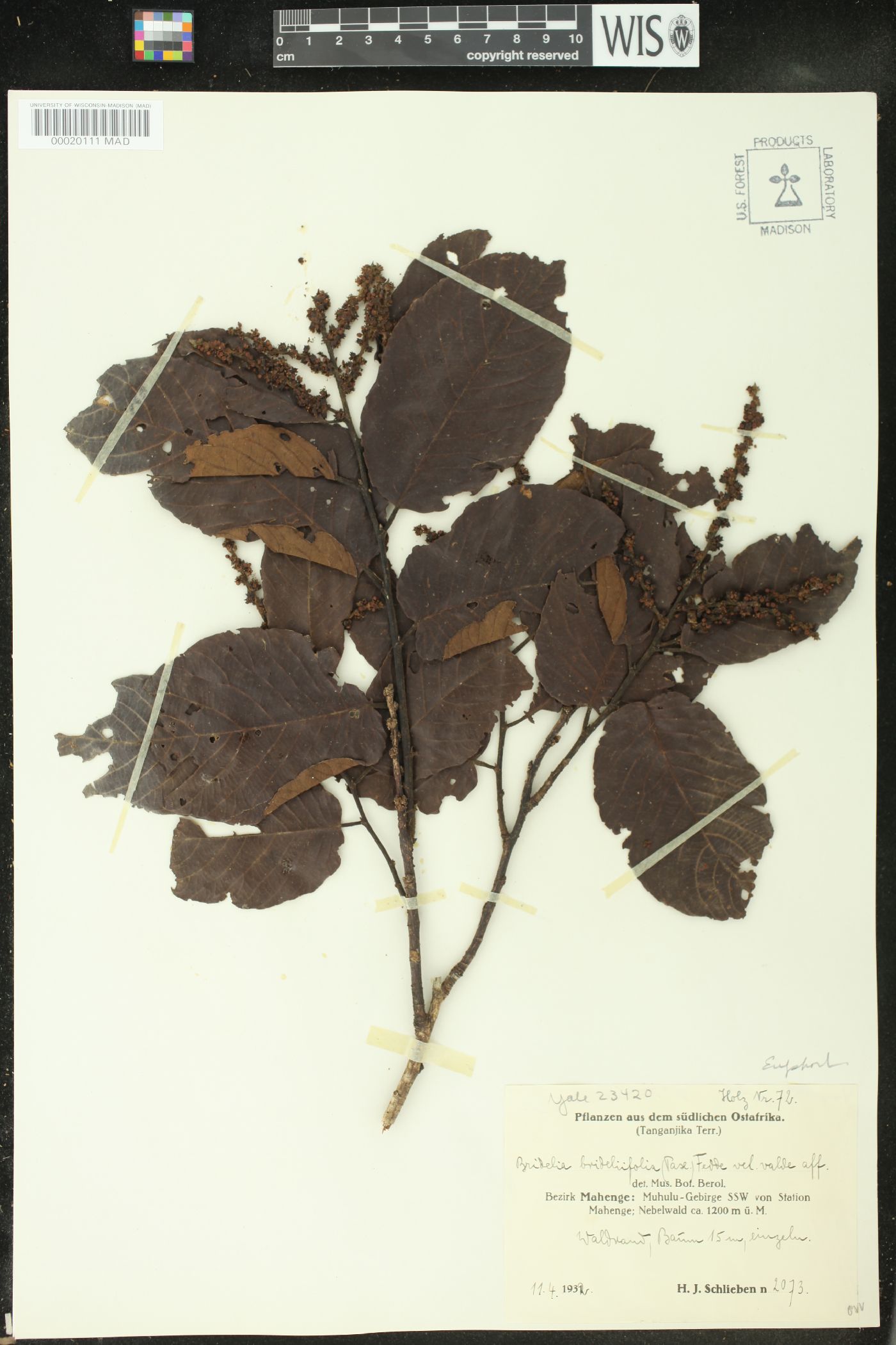 Bridelia brideliifolia image