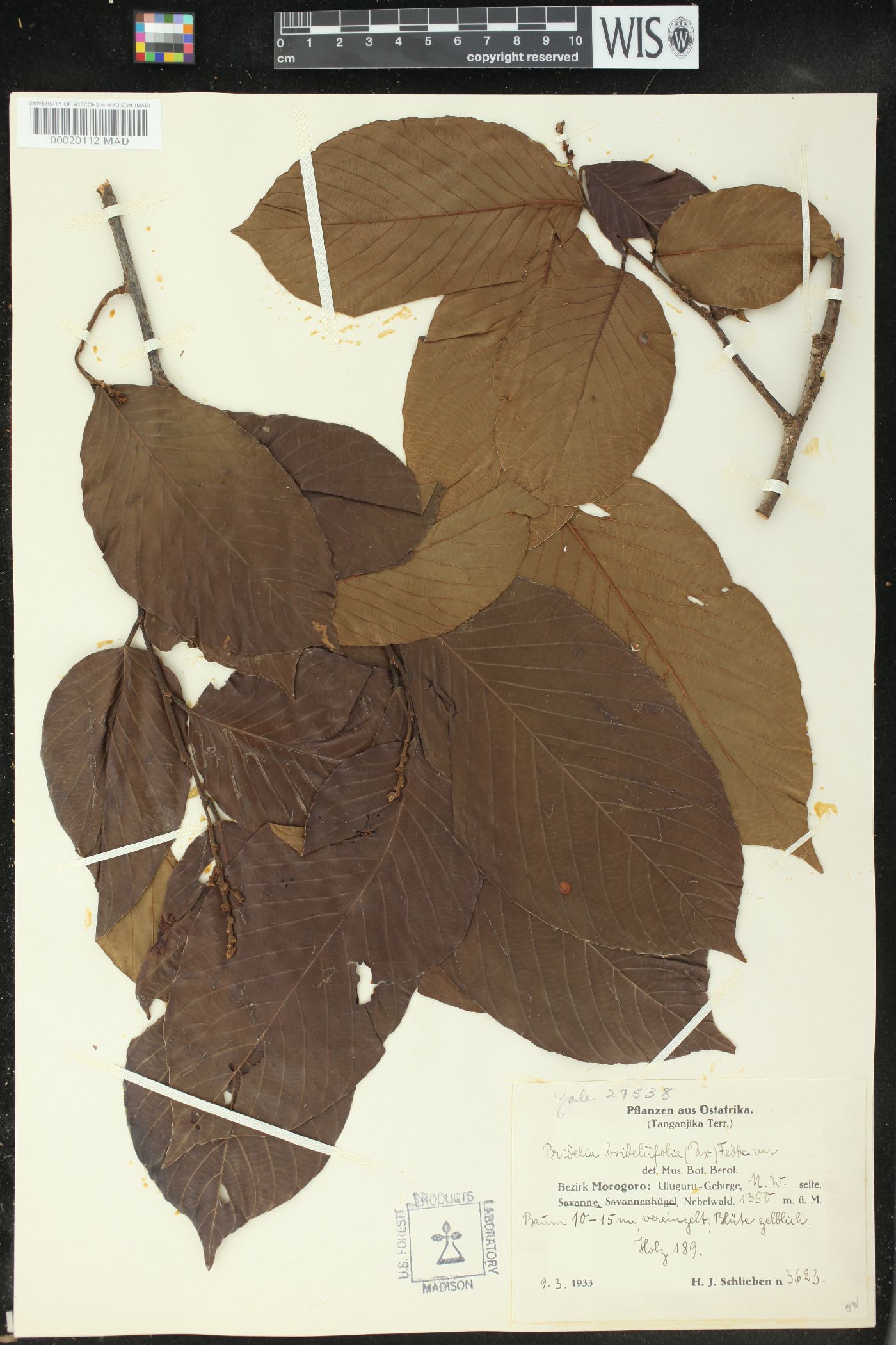 Bridelia brideliifolia image