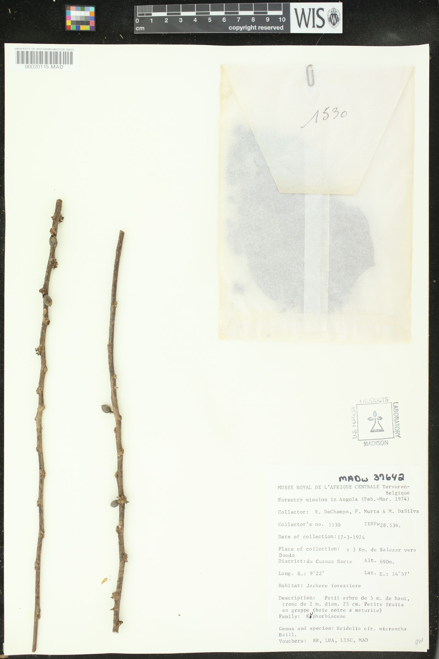Bridelia micrantha image