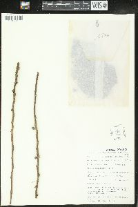 Bridelia micrantha image