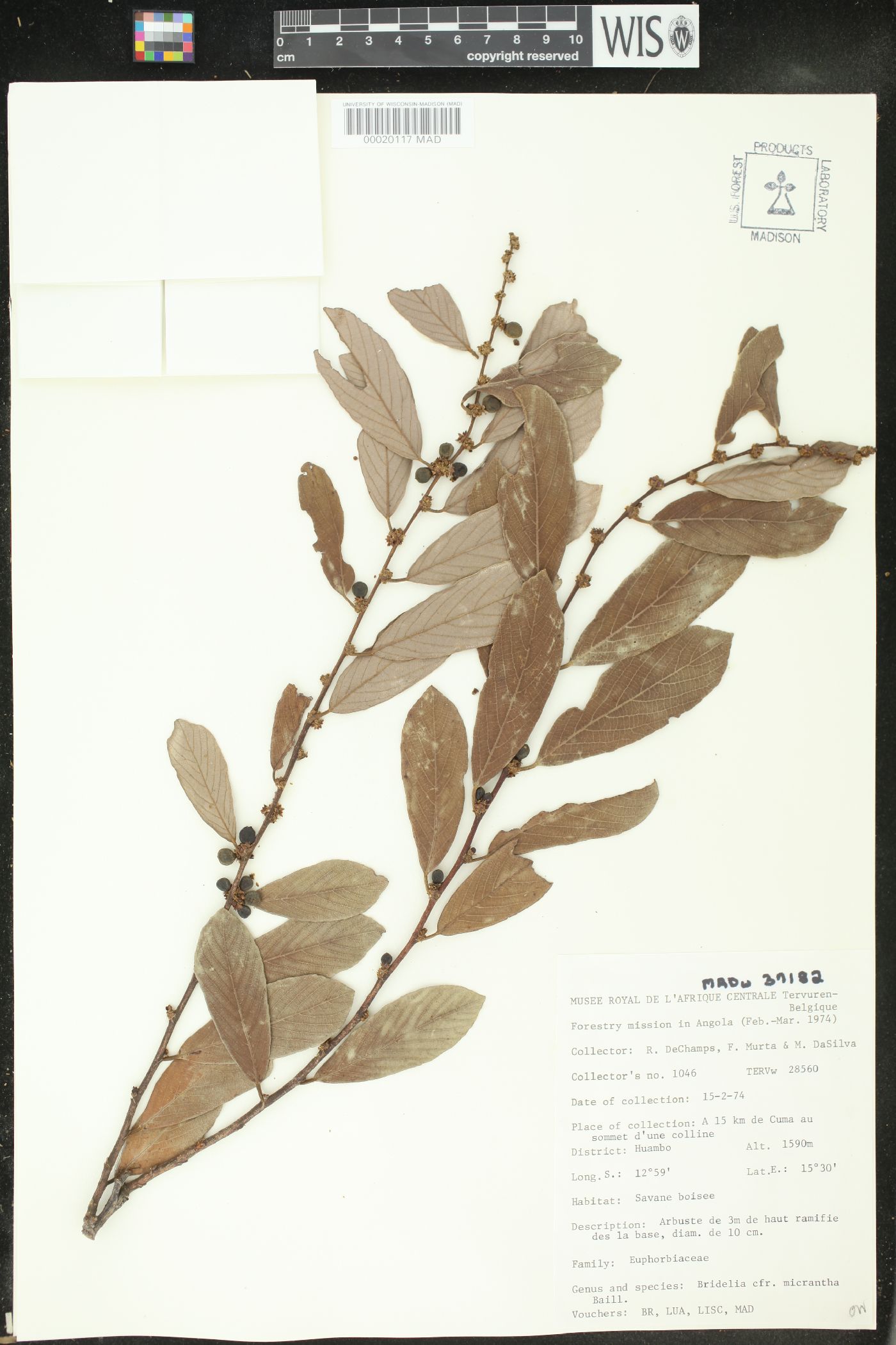 Bridelia micrantha image