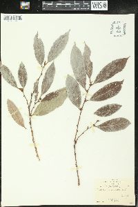 Bridelia micrantha image