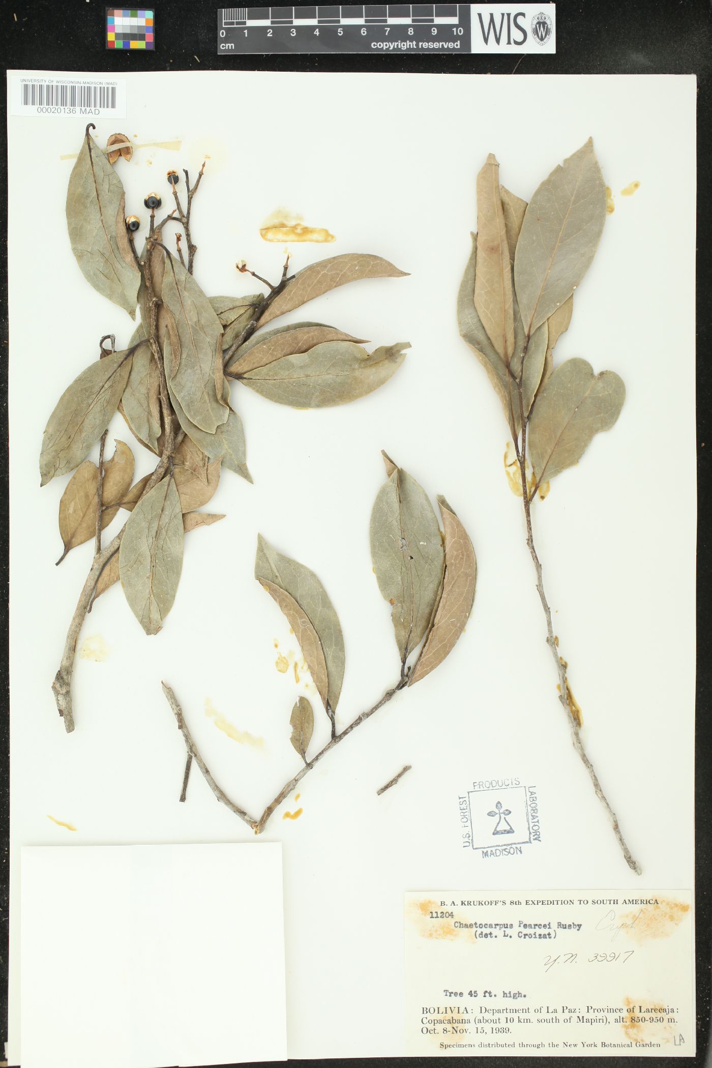 Chaetocarpus pearcei image