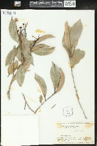 Image of Chaetocarpus pearcei