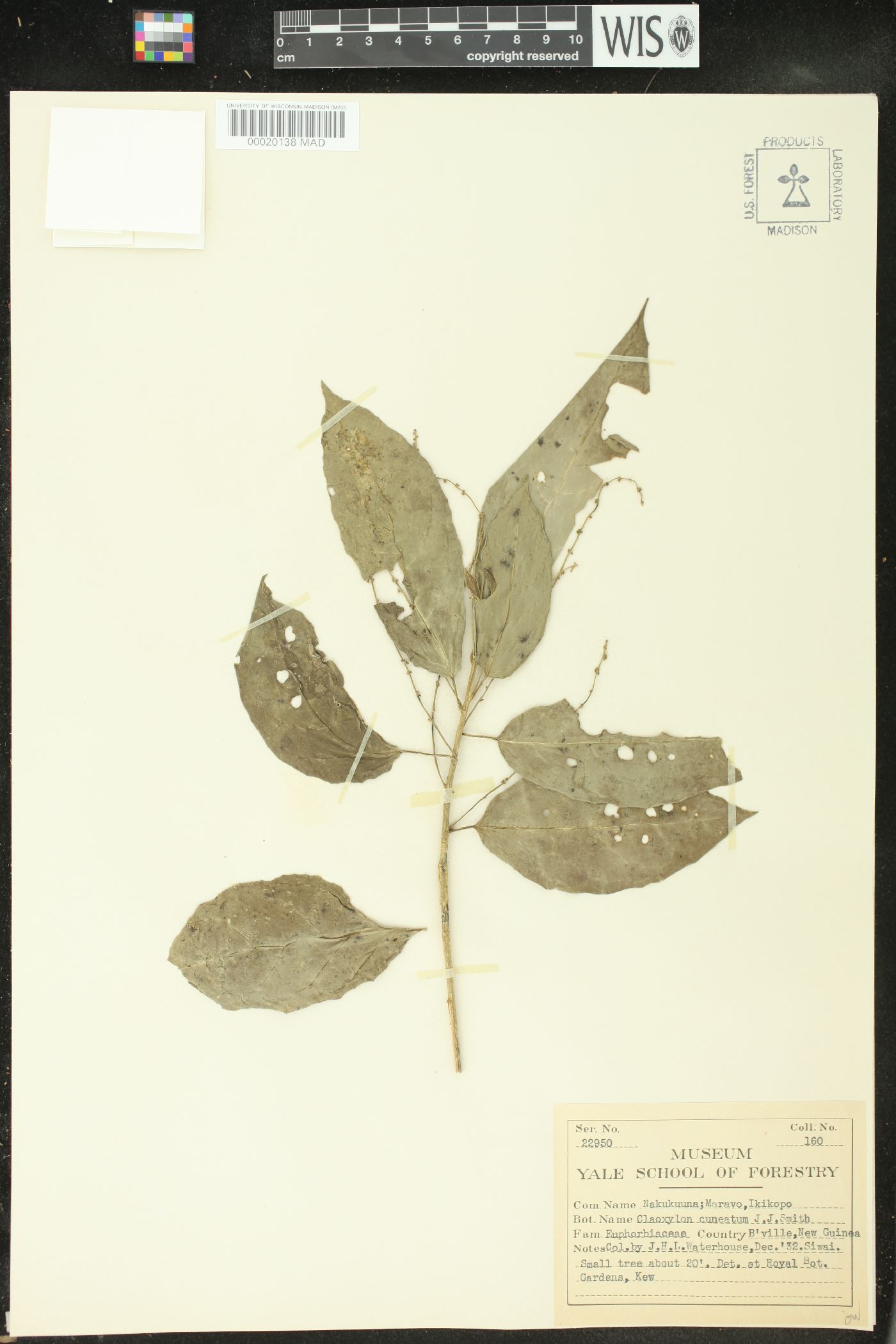 Claoxylon cuneatum image