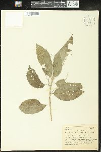 Image of Claoxylon cuneatum