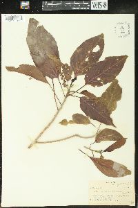Claoxylon fallax image